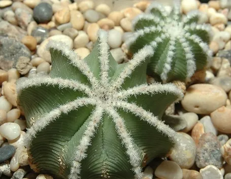 Aztekium