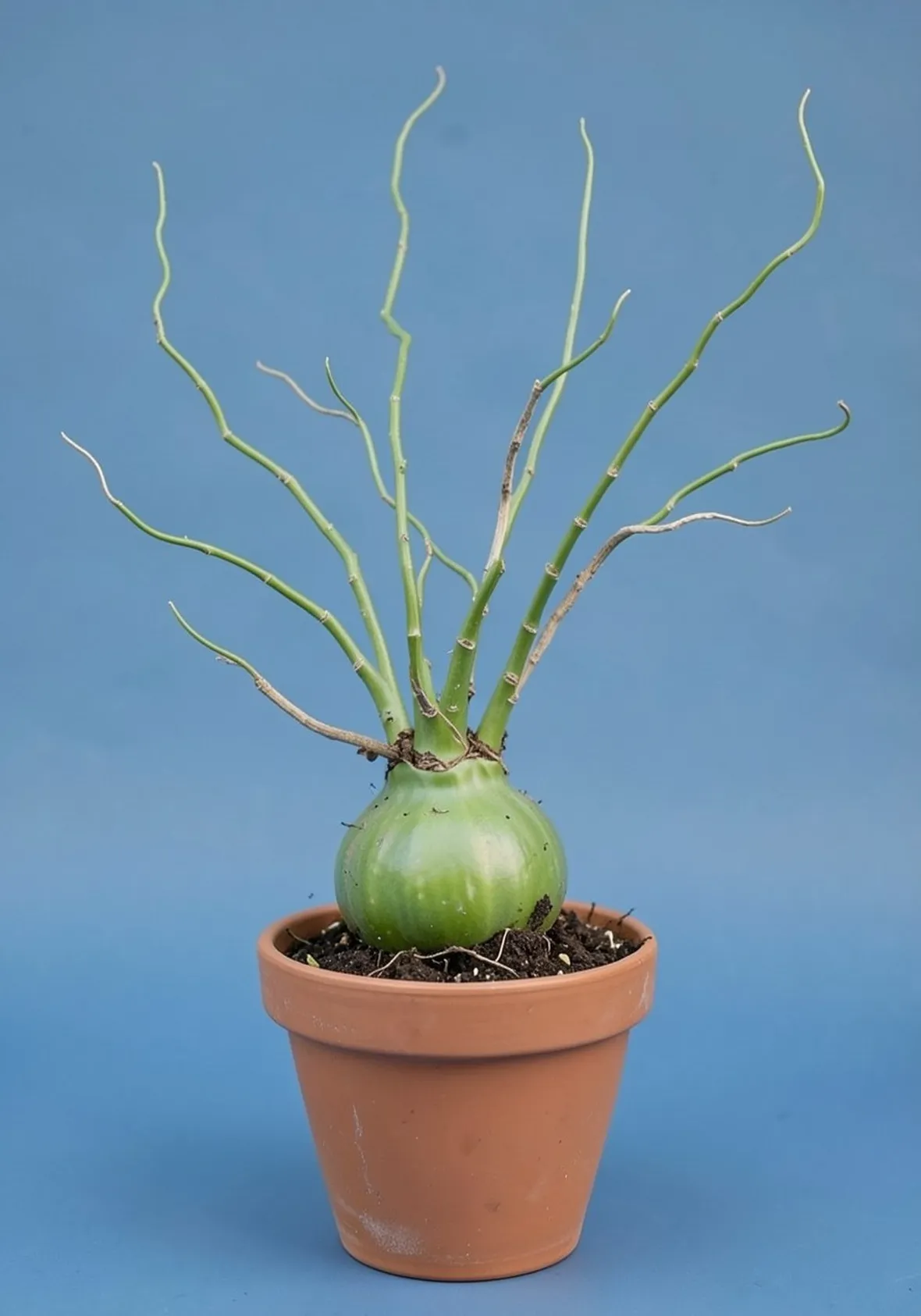 boweia volubilis