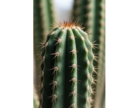 browningia
