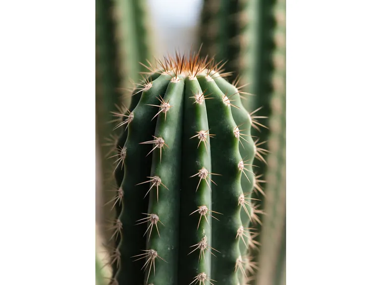 browningia