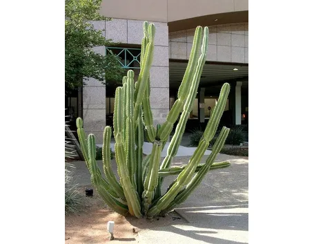 Cereus peruvianus 