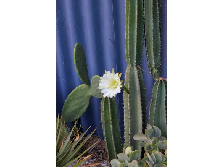 cereus peruviano