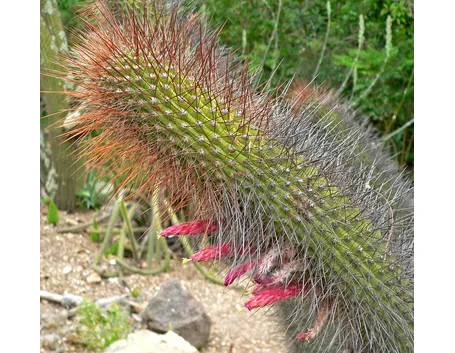 Cleistocactus