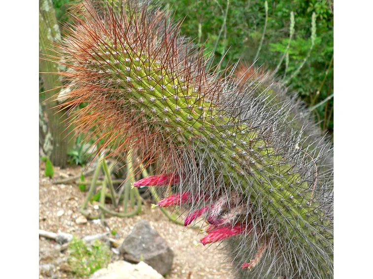 Cleistocactus