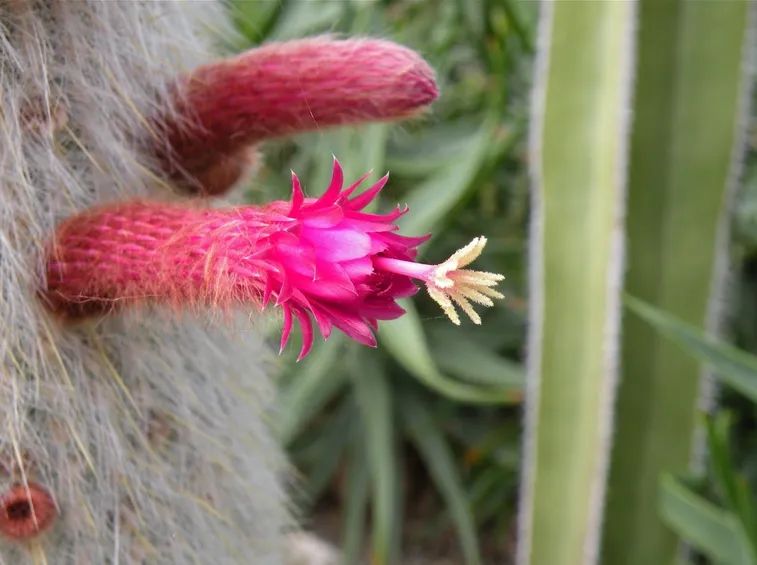 Cleistocactus