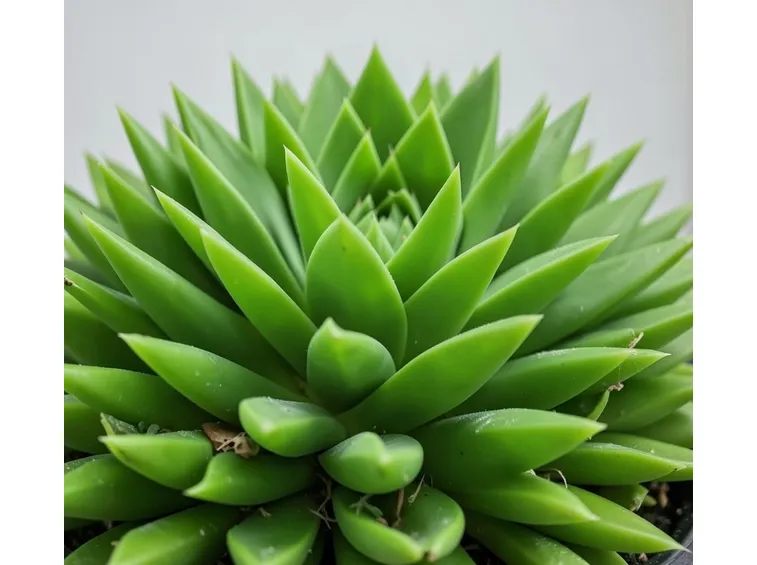 deuterocohnia