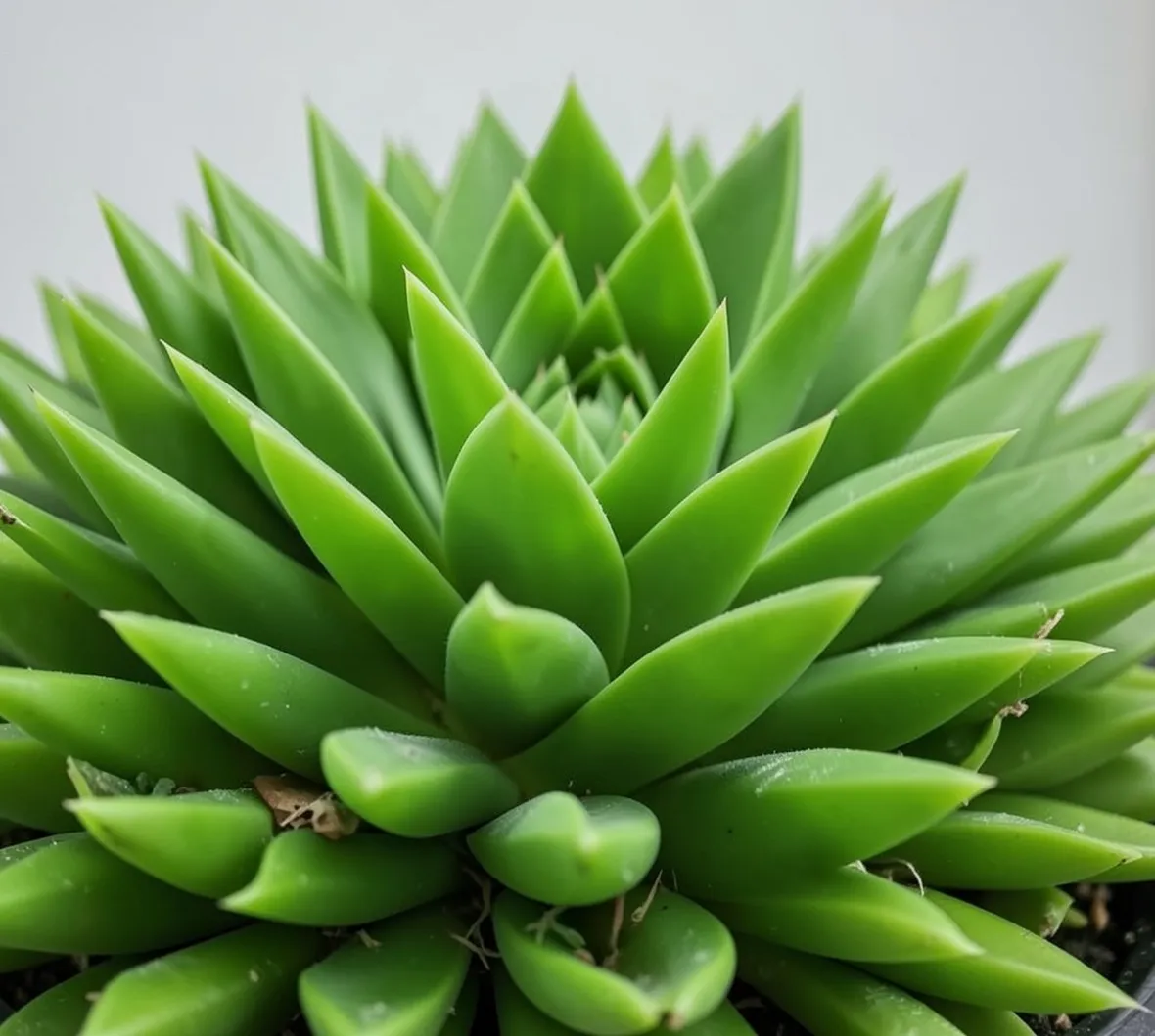 deuterocohnia