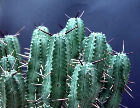Euphorbia atrispina 