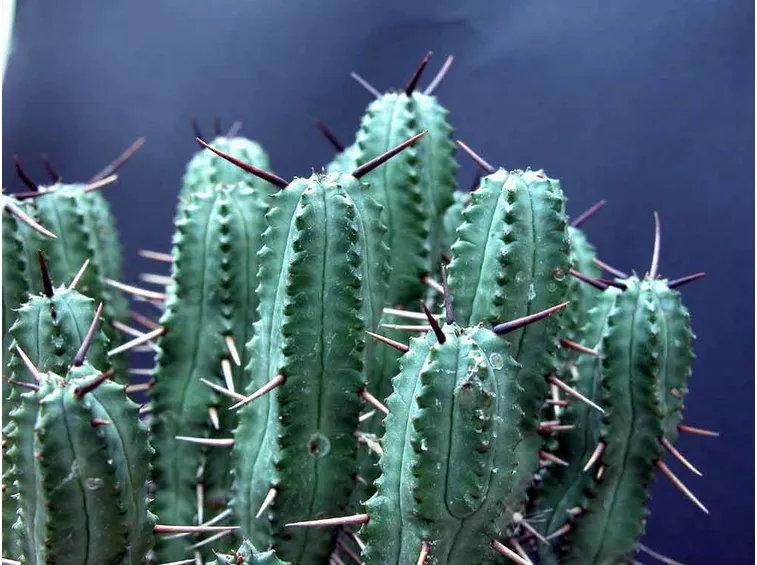 Euphorbia atrispina