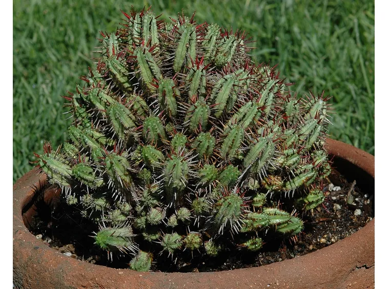 euphorbia
