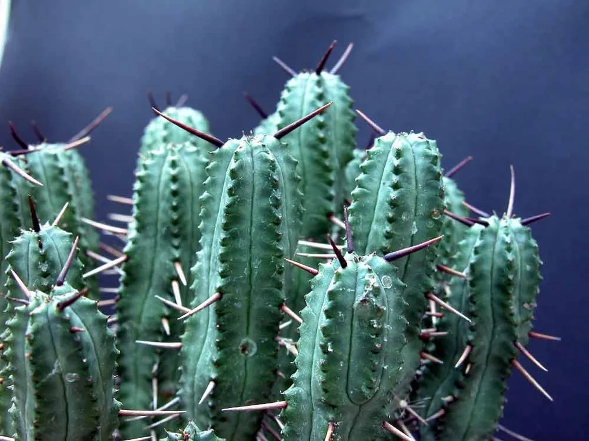 Euphorbia atrispina