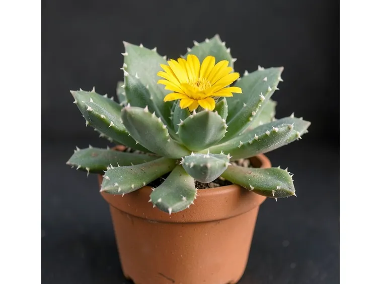 Faucaria