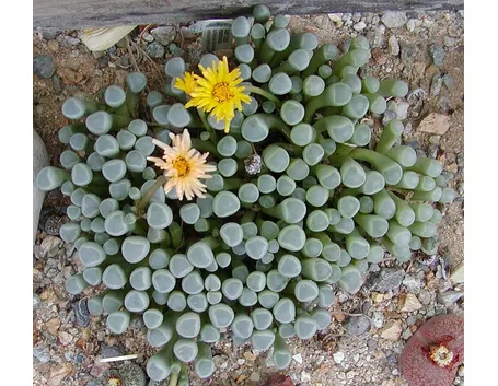 Fenestraria 