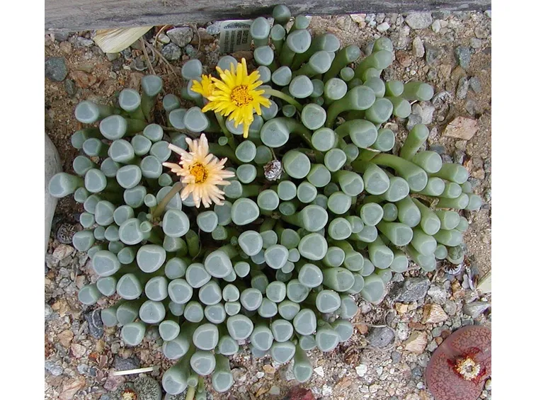 Fenestraria 