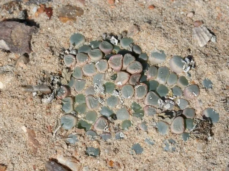 Fenestraria 