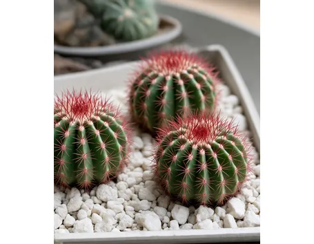 Ferocactus 