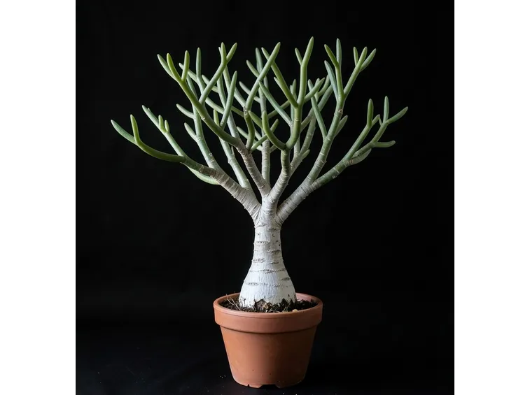 Fockea edulis