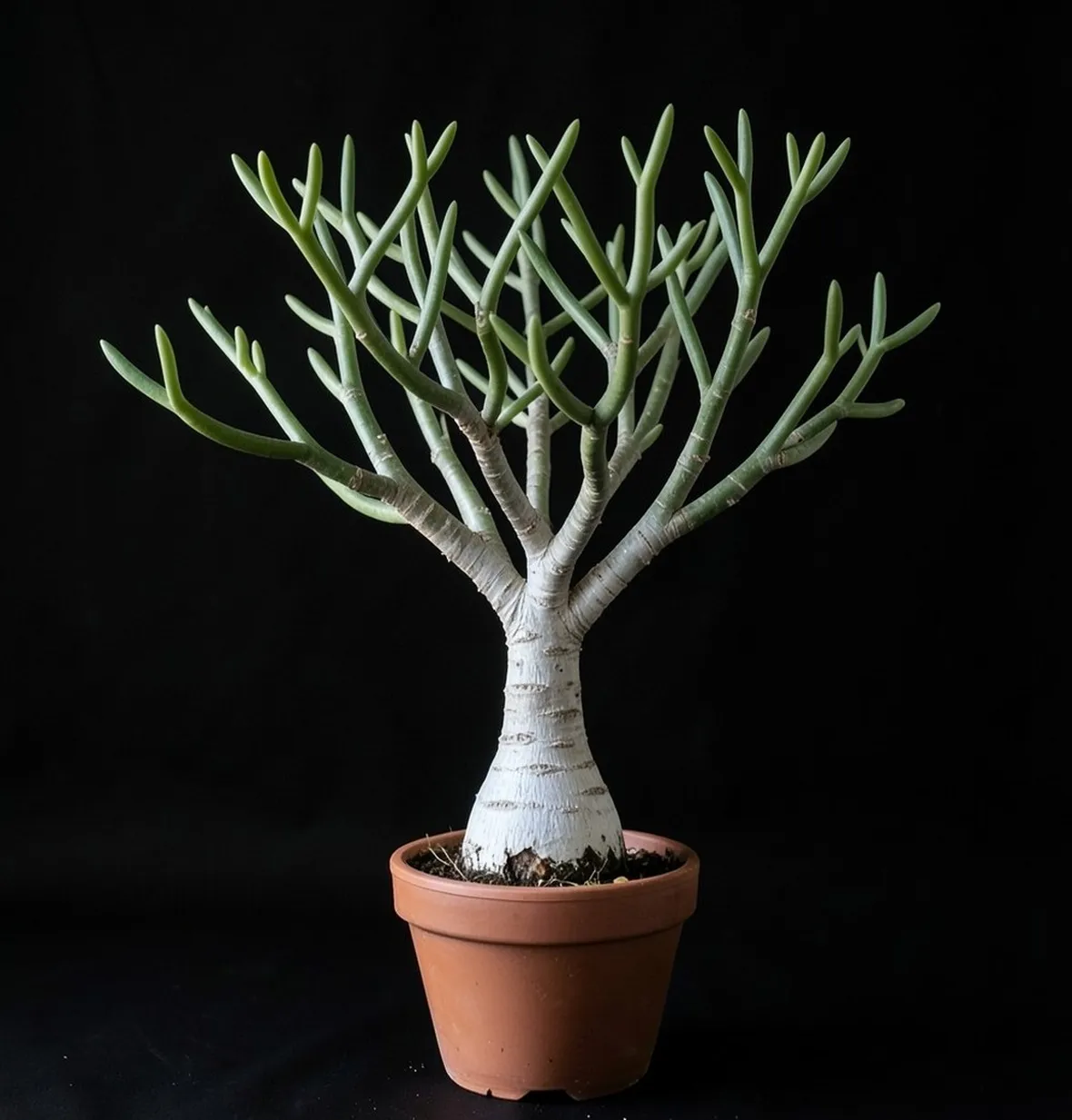 Fockea edulis