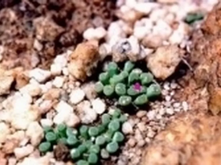 Frithia pulchra