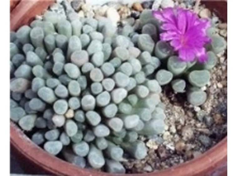 Frithia pulchra