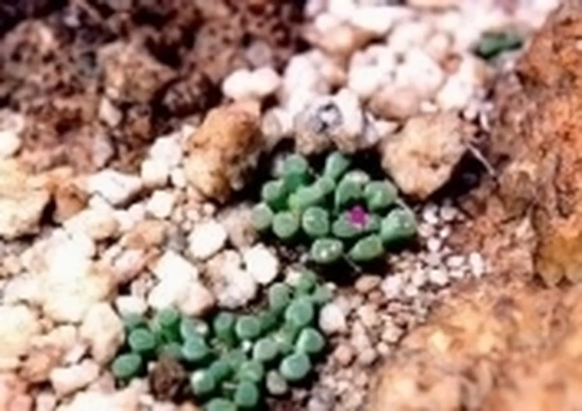 Frithia pulchra