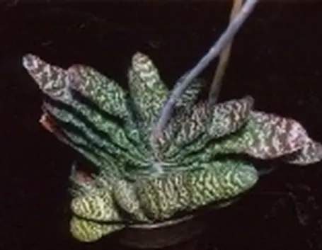 Gasteria verrucosa 