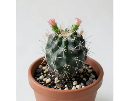 Gymnocalycium andreae 