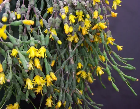 fiori hatiora