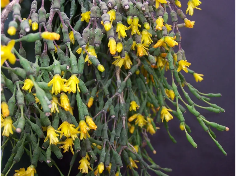 fiori hatiora