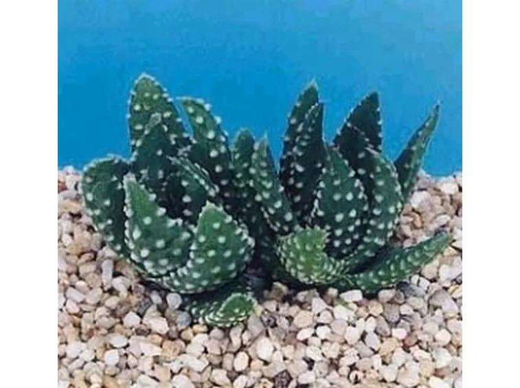 haworthia papillosa