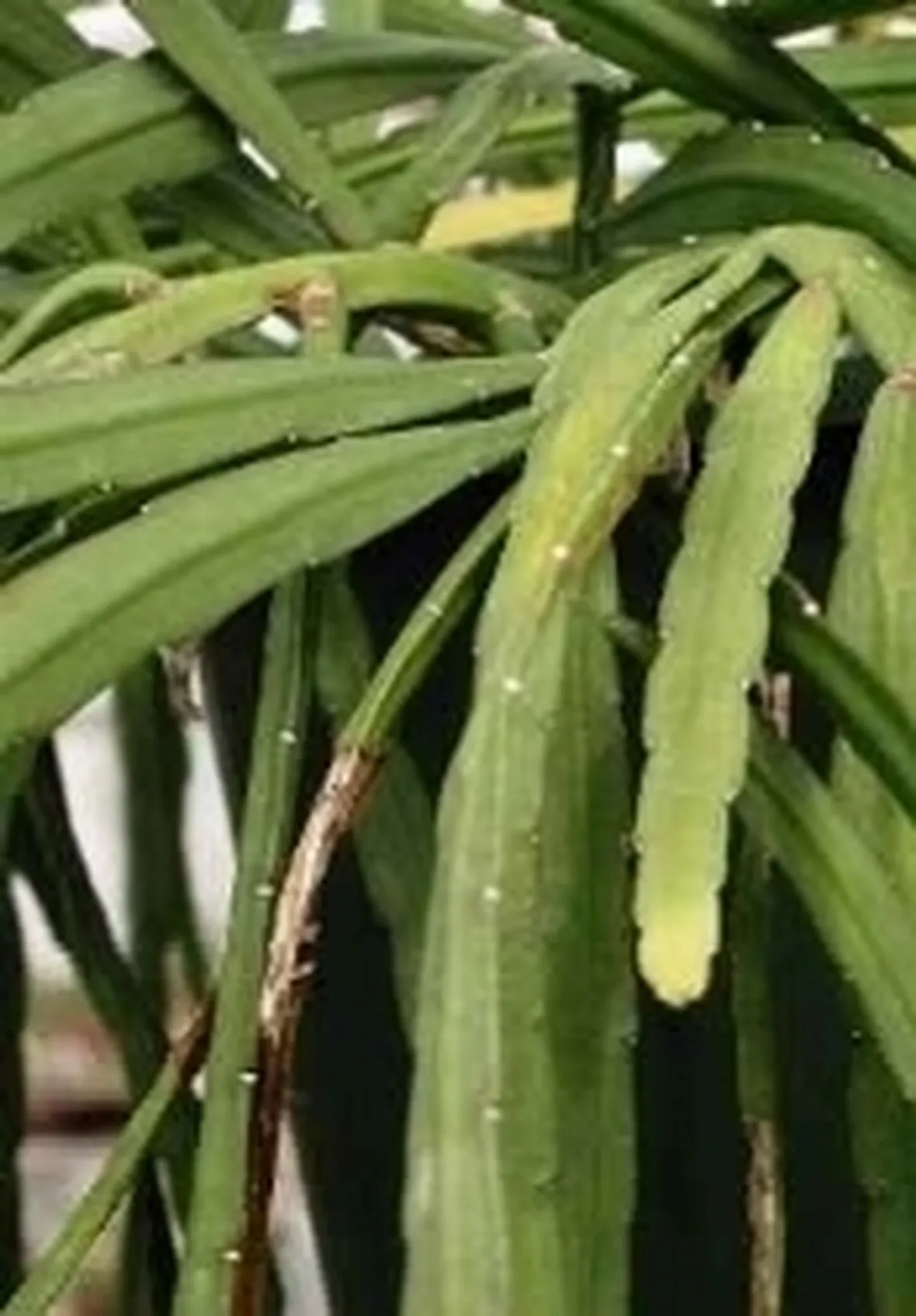 Lepismium