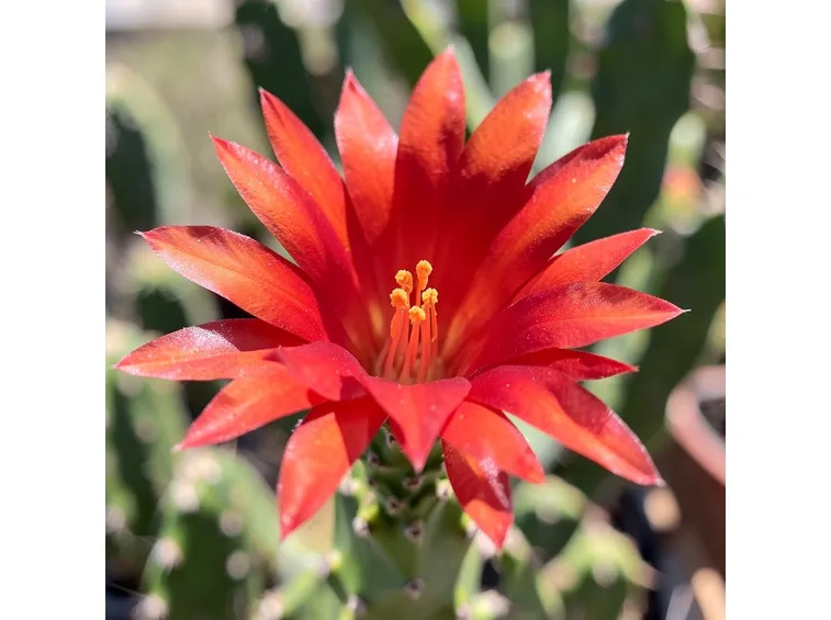 Matucana