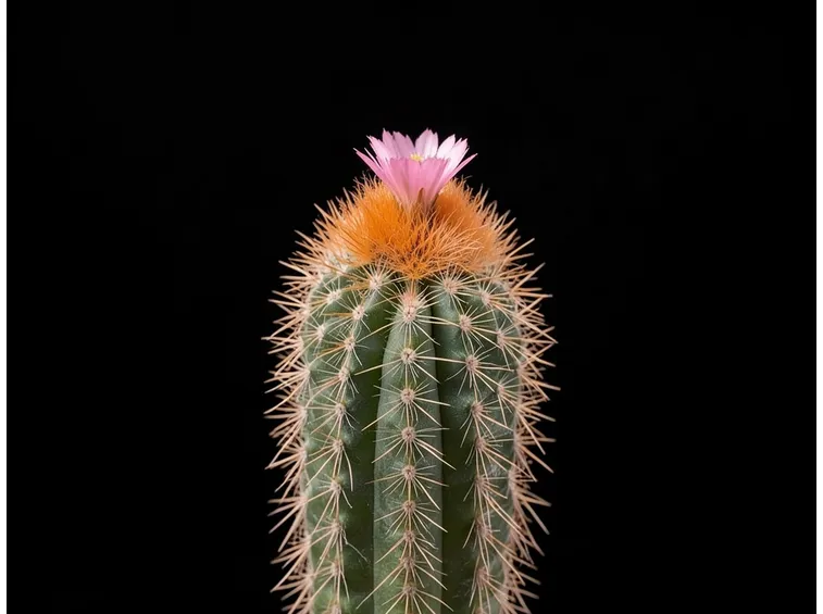 melocactus