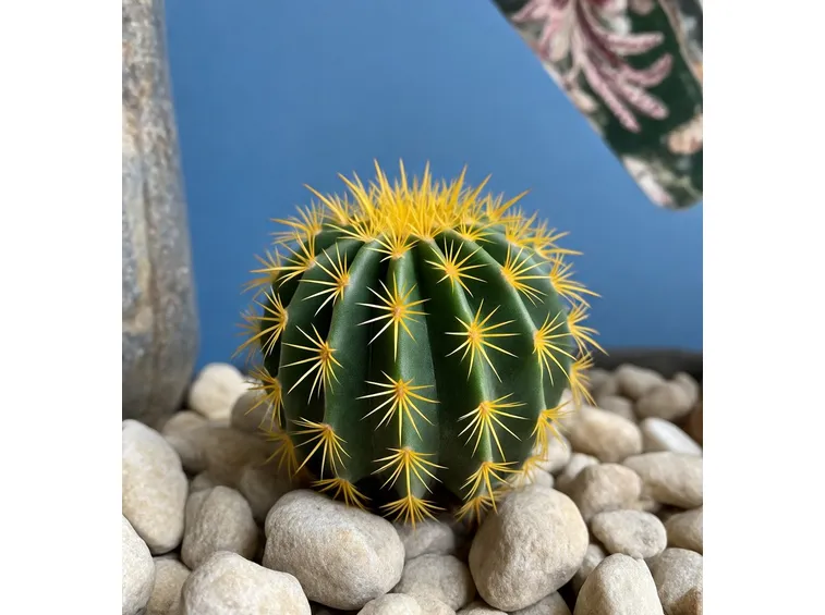 Notocactus magnificu