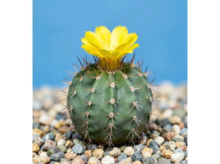 Notocactus leninghausii