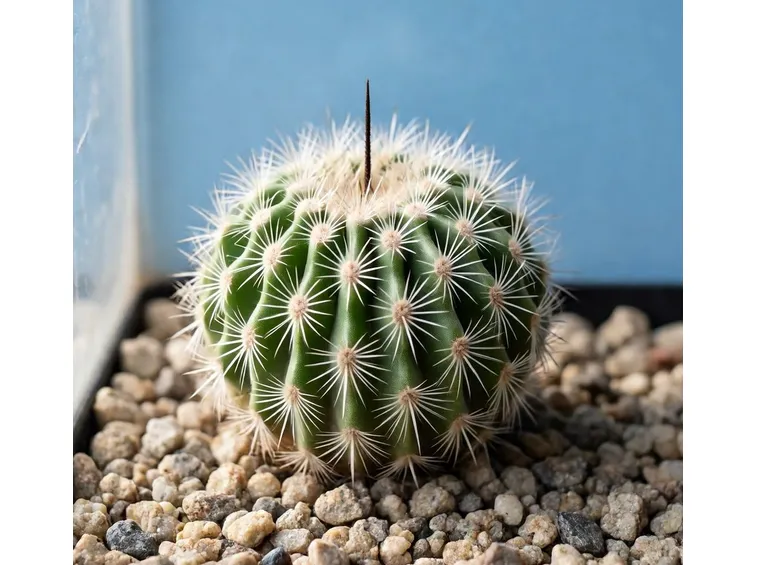 Notocactus scopa