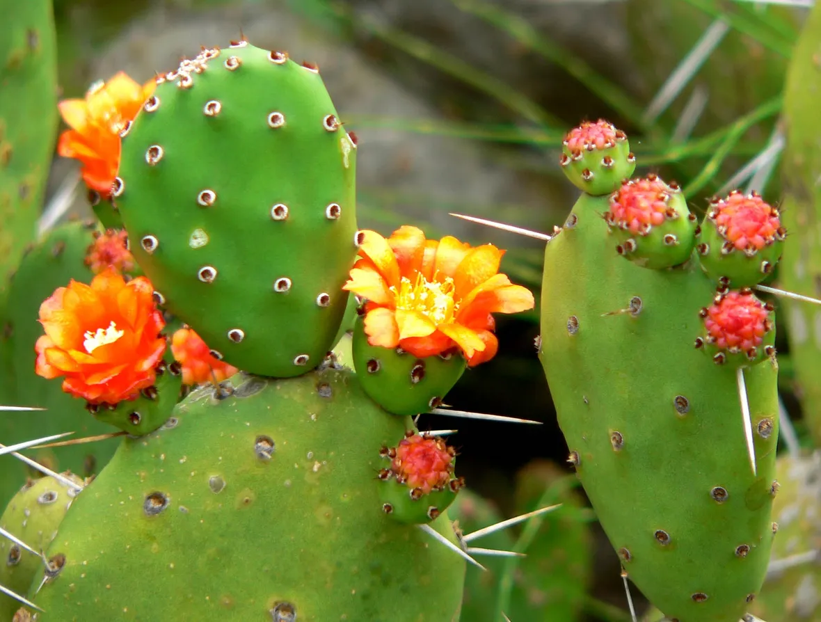 Opuntia