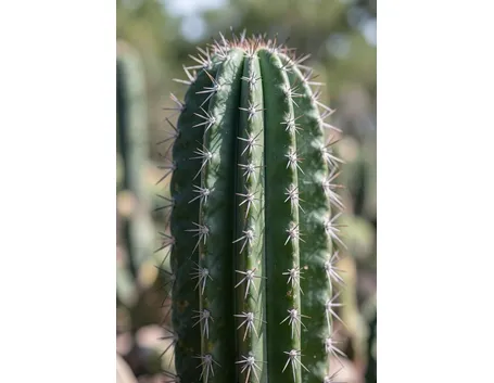 Pachycereus