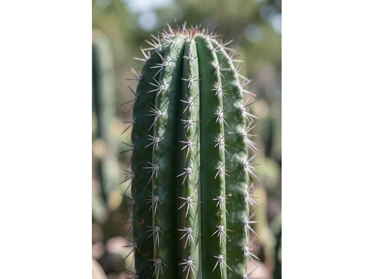 Pachycereus