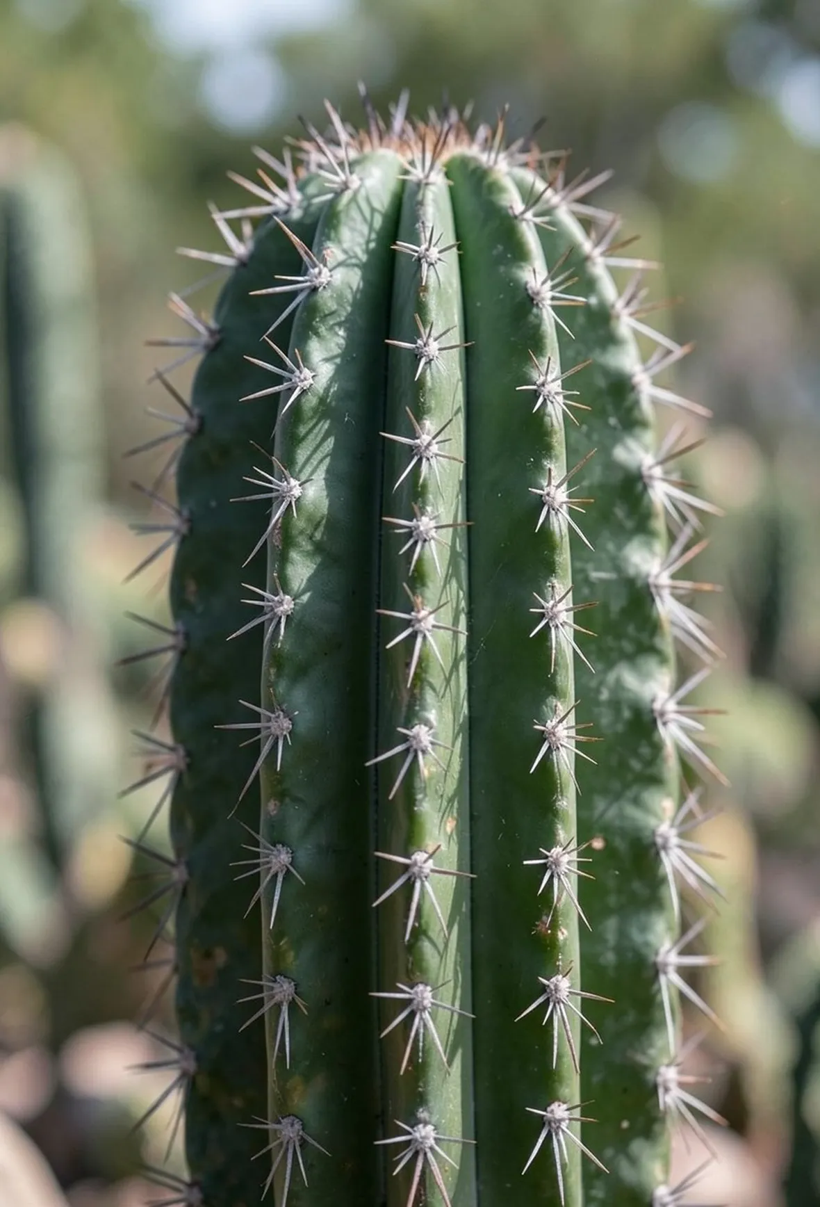 Pachycereus