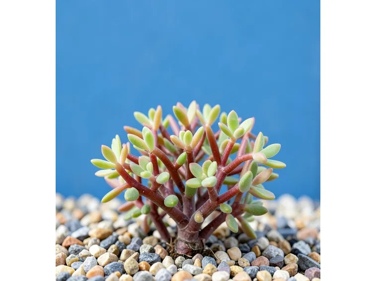 Portulacaria afra