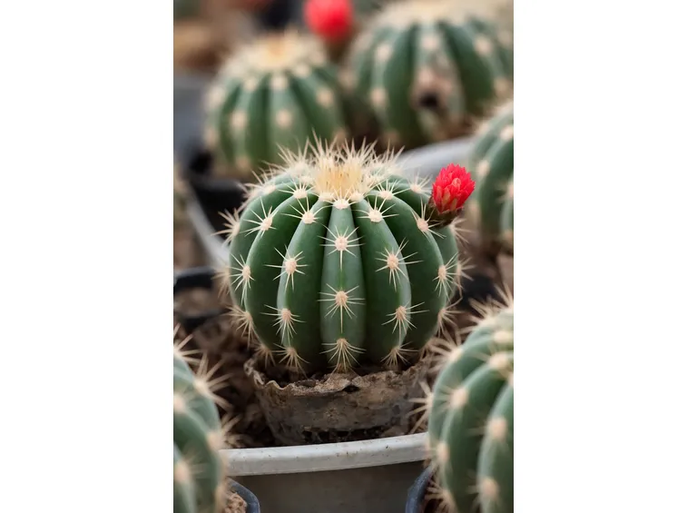 Rebutia albiflora