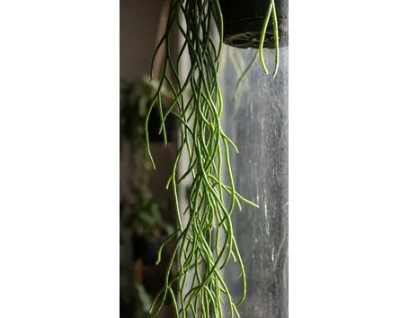 Rhipsalis