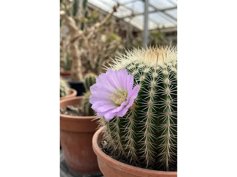 fiori