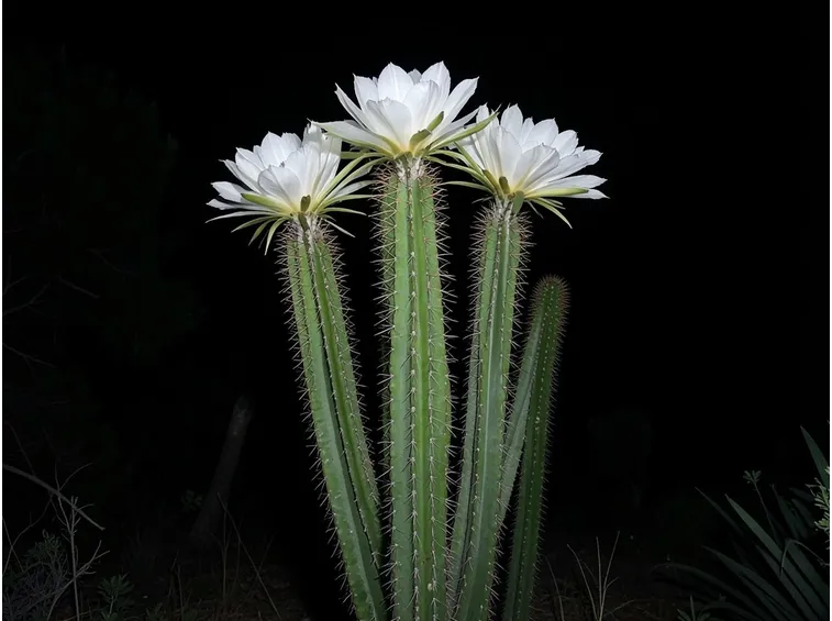 piante grasse