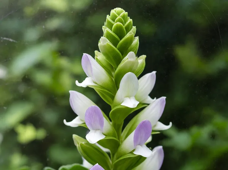 acanto
