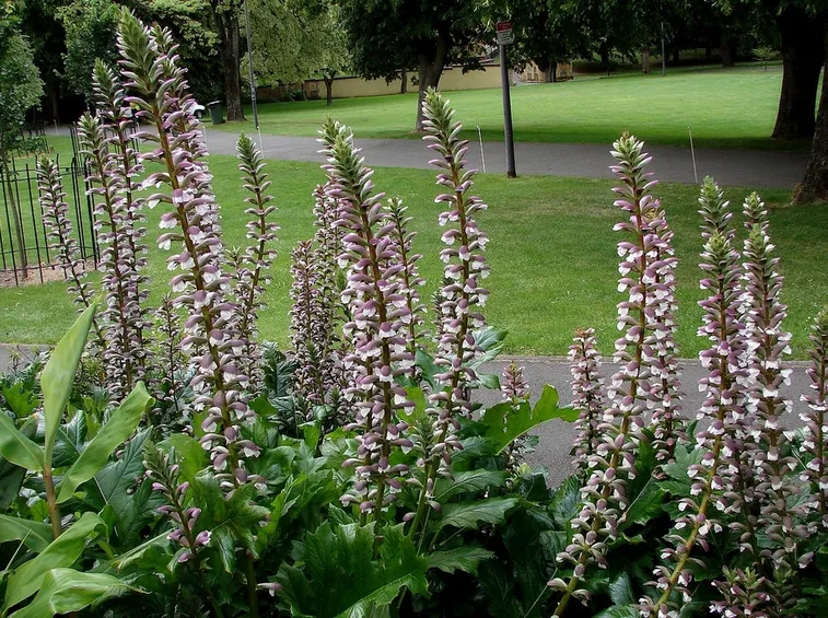Acanthus mollis