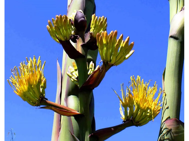 agave