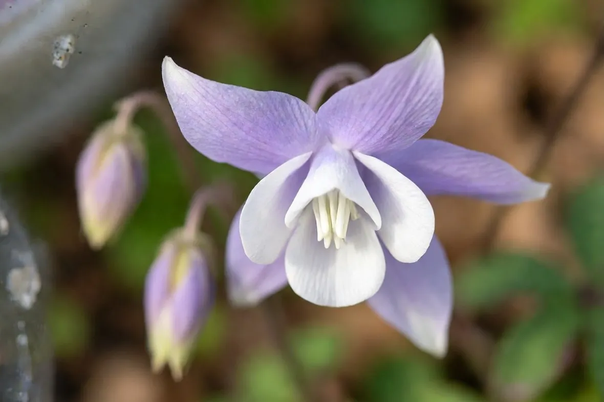 aquilegia