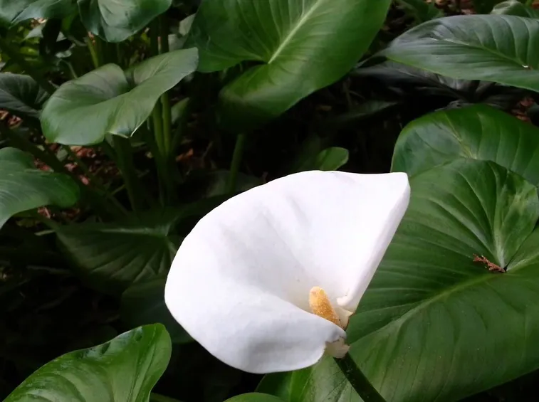Fioritura calla